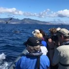 Dolphin watching in Madeira, Portugal