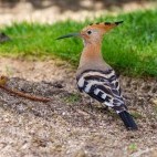 European hoopoe in Portugal.