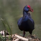 Purple swamp hen in Formosa Nature Park, Algarve in Portugal.