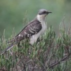 Great-spotted cuckoo in Portugal