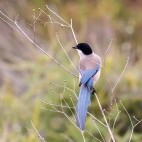 Iberian magpie in Portugal.