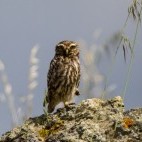 Little owl in Portugal.