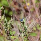 Lorquin's blue in Portugal.