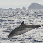 Atlantic spotted dolphin in Madeira, Portugal