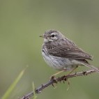 Berthelot's pipit in Madeira