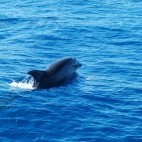 Bottlenose dolphin in Madeira, Portugal