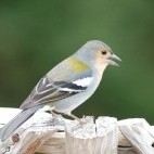 Chaffinch in Madeira, Portugal
