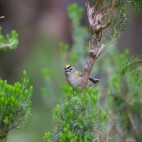 Firecrest in Madeira, Portugal