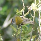 Madeira firecrest in Madeira, Portugal