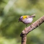 Madeira firecrest