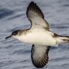 Manx shearwater in Madeira, Portugal