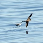 Petrel in Madeira, Portugal