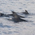 Pilot whale in Madeira