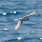 Roseate tern in Madeira, Portugal
