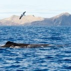 Sperm whale in Madeira, Portugal