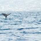 Sperm whale in Madeira