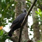 Trocaz pigeon in Madeira