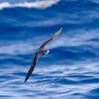 Zino's petrel in Madeira