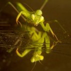 Praying mantis reflection.
