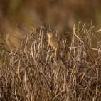 Savi's warbler in Portugal.