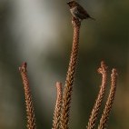 Scaly breasted munia in Portugal.