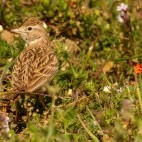 Short-toed lark in Portugal.