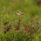 Spectacled warbler in Portugal.