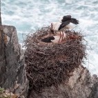 White storks in Portugal.
