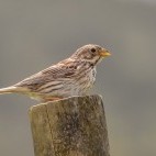 Woodchat shrike in Portugal.