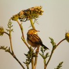 Zitting cisticola in Portugal.