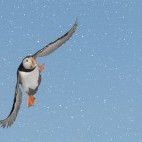 Atlantic puffin