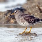 Purple sandpiper