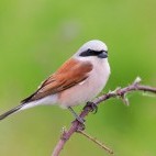 Red-backed shrike