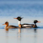 Red-breasted merganser in Scotland