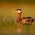 Red-necked grebe