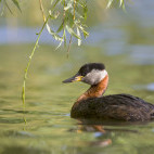Red-necked grebe