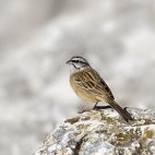 Rock bunting near Lake Skadar in Montenegro