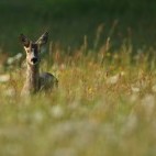 Roe deer