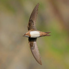 Alpine swift in Romania