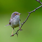 Barred warbler in Romania