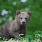 Bear cub in the Carpathian Mountains