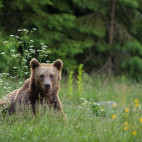Brown bear in Romania