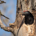 Black woodpecker in Romania
