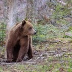 Brown bear in the Carpathian Mountains