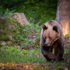 Brown bear in Romania
