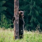 Brown bear in Carpathian Mountains, Romania