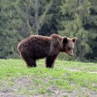Brown bear in the Carpathian Mountains, Romania