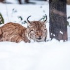 Eurasian lynx in the Carpathian Mountains, Romania