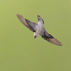 Crag martin in Romania