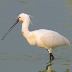 Eurasian spoonbill on the Danube Delta, Romania